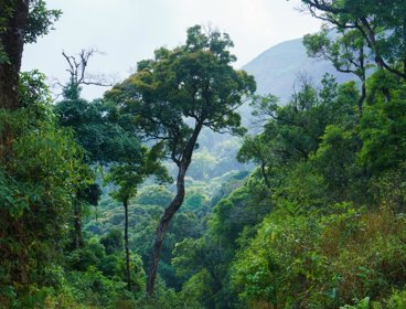 View of rainforest.