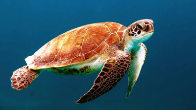 A sea turtle swimming in the ocean.