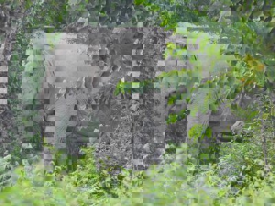 An elephant in India, surrounded by trees and greenery