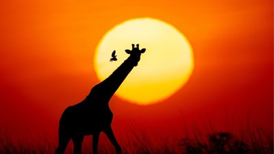 Giraffe and bird silhouette against deep red sun background.