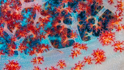 A small fish in red coral. Photograph titled 'Coral Jewel'.
