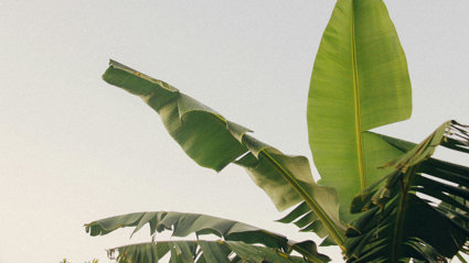 Close up of banana patch leaves against a white sky.