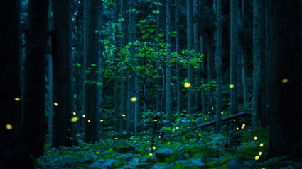 A small, solitary tree in the middle of a forest, surrounded by tall trees and fireflies.