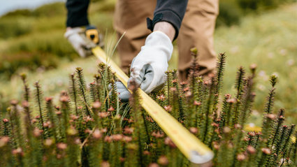 A person wearing white gloves measuring plants.