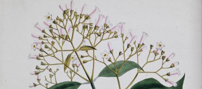 Drawing of white and pink flowers with long stems and leaves from the Wellcome Collection