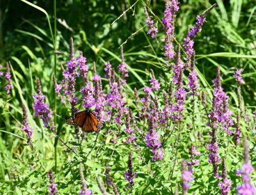 An orange butterfly on a flower in a field of purple wildflowers.