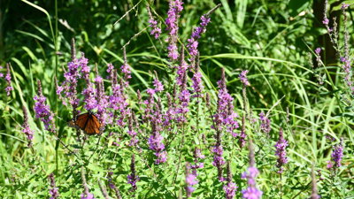 An orange butterfly on a flower in a field of purple wildflowers.