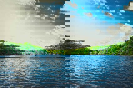 Calm body of water near tall trees
