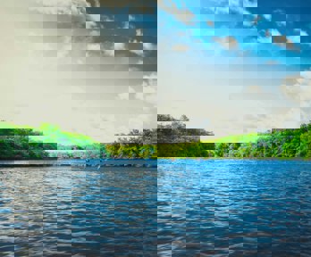 Calm body of water near tall trees