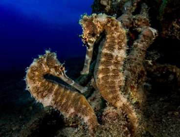 Two guylian seahorses underwater.