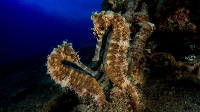 Two guylian seahorses underwater.