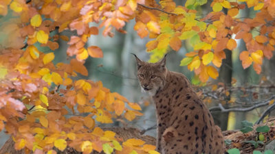 A lynx surrounded by autumn leaves.
