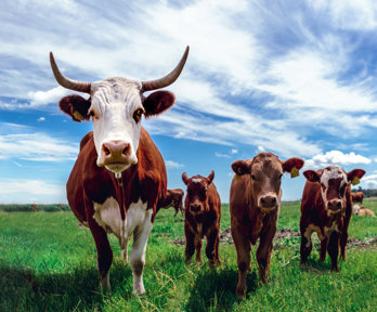 A group of cows in a green grassy field. The sky is blue with small clouds.