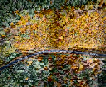 Aerial shot of cars driving along a road through a forest of trees