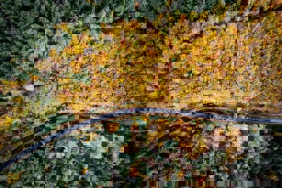 Aerial shot of cars driving along a road through a forest of trees