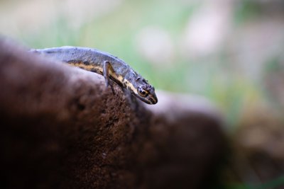 A lizard climbs over a rock. the lizard is in focus whilst its surroundings are blurred.