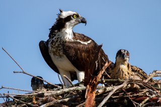 An Osprey