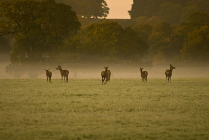 Herd of deer on a misty field with a tree background