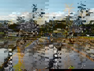 Person walking on a rice field
