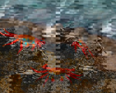 Crabs on a rock