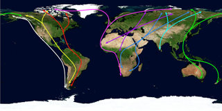 A map showing the world’s migratory flyways