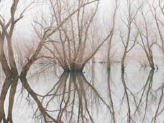 Wintery setting with reflections of trees in a lake.