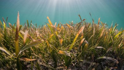 Green and brown grass underwater with sunrays coming in above.