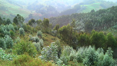 Landscape shot showing eucalyptus growing in Rwanda