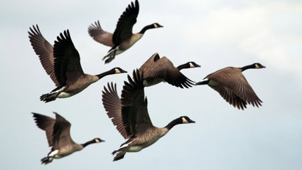 A wedge of six geese flying through the sky.