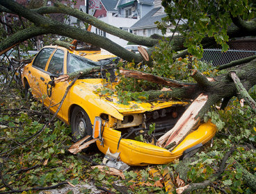 A crushed yellow car under a fallen tree