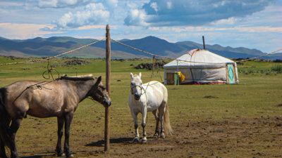 Image of two horses in front of a tent on a stretch of grass, with hills in the background