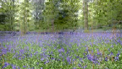 Bluebells in Black Beck Wood.