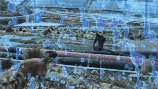 A dog and person in a former lake now contaminated with toxic waste. 