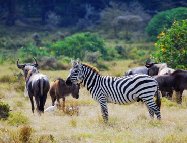 Zebra and African wildlife.