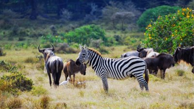 Zebra and African wildlife.
