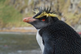 Rockhopper penguin
