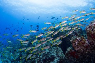 Fish swimming in the ocean