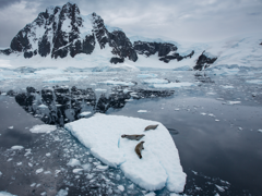 Three seals on a small iceberg in the middle of the sea with snow-covered mountain in the background