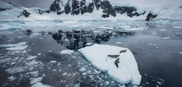 Three seals on a small iceberg in the middle of the sea with snow-covered mountain in the background