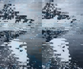 Three seals on a small iceberg in the middle of the sea with snow-covered mountain in the background.