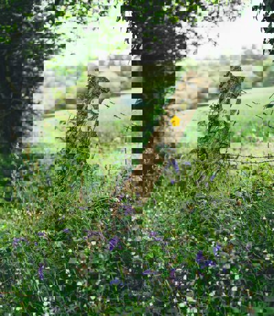 A waypoint marker in a field