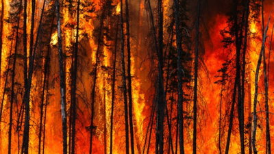 Thin, blackened trees engulfed in bright orange flames.