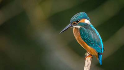  Kingfisher with bright blue feathers and orange brown chest resting on a branch.