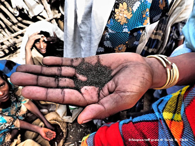 A hand holding teff grains