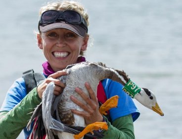 Lucy Hawkes holding tagged duck.