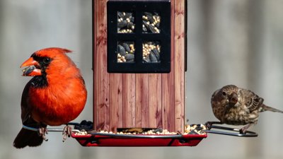 Two birds sat either side of a garden bird feeder