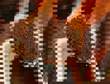 Hands holding soil