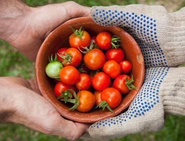 Hands passing a bowl of tomatoes to another person.