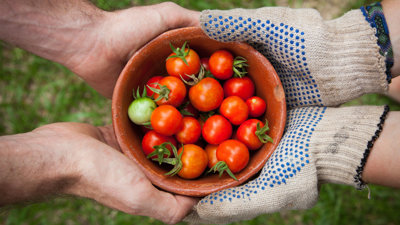 Hands passing a bowl of tomatoes to another person.