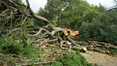 A fallen tree crossing a pathway.